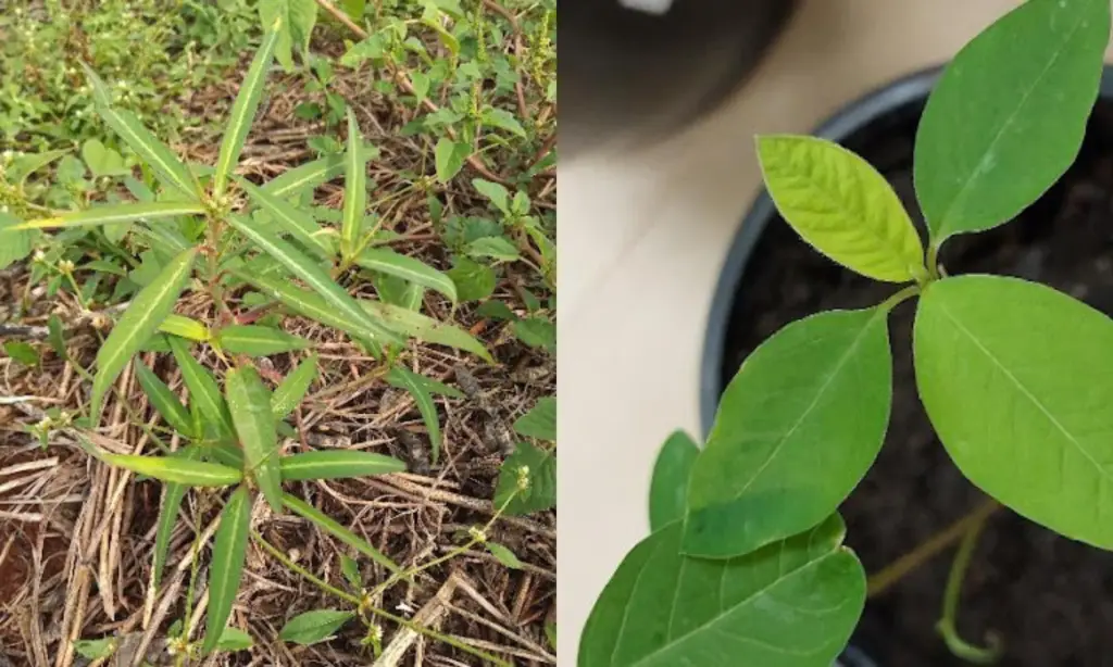 Leiteiro/amendoim-bravo (Euphorbia heterophylla)
