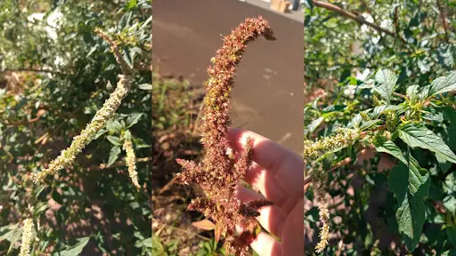 Caruru-de-espinho (Amaranthus spinosus)