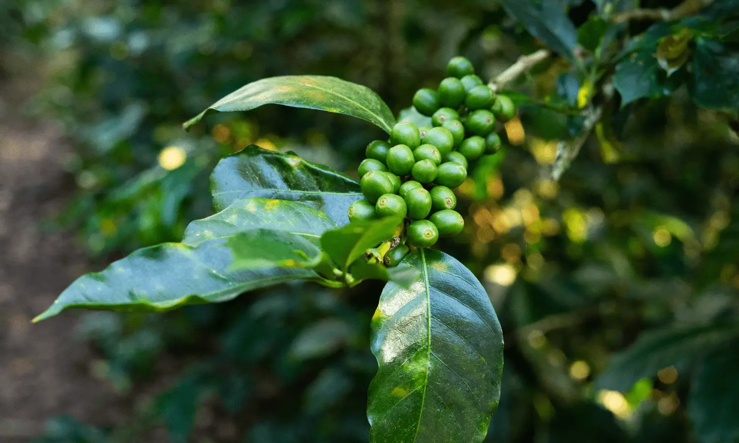 Plantação de café sendo afetada pela praga Broca-do-café