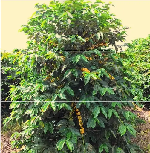 Divisão da planta de café em terço superior, médio e inferior para avaliação de infestação da broca-do-café