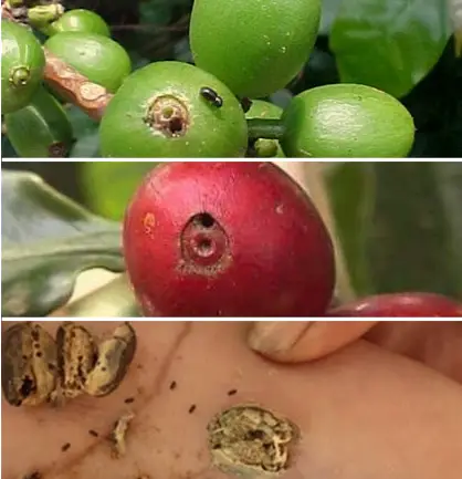 Ataque da broca-do-café a frutos verdes, cerejas e secos