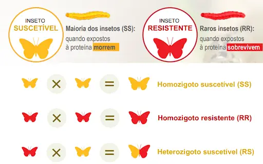 Transmissão genética do caráter de resistência a inseticida