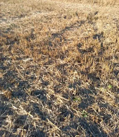 Palha de trigo deixada sobre o solo mostrando baixa infestação de plantas daninhas.