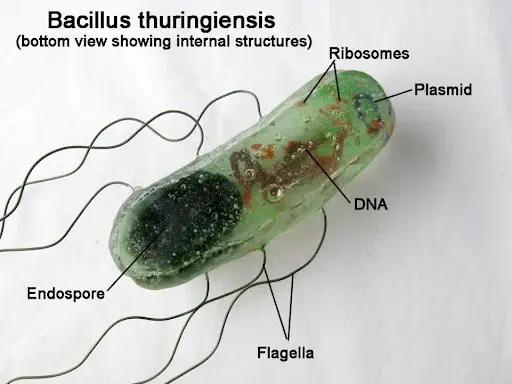 Estrutura do Bacillus thuringiensis