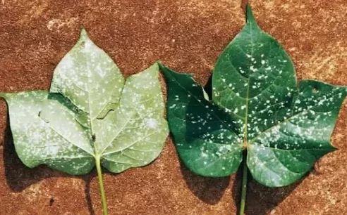 Folhas de algodoeiro infectadas com ramulária