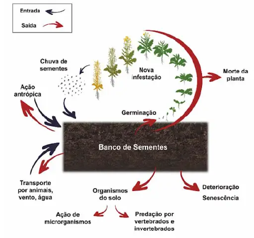 Demonstração da dinâmica do banco de sementes de plantas daninhas no solo.