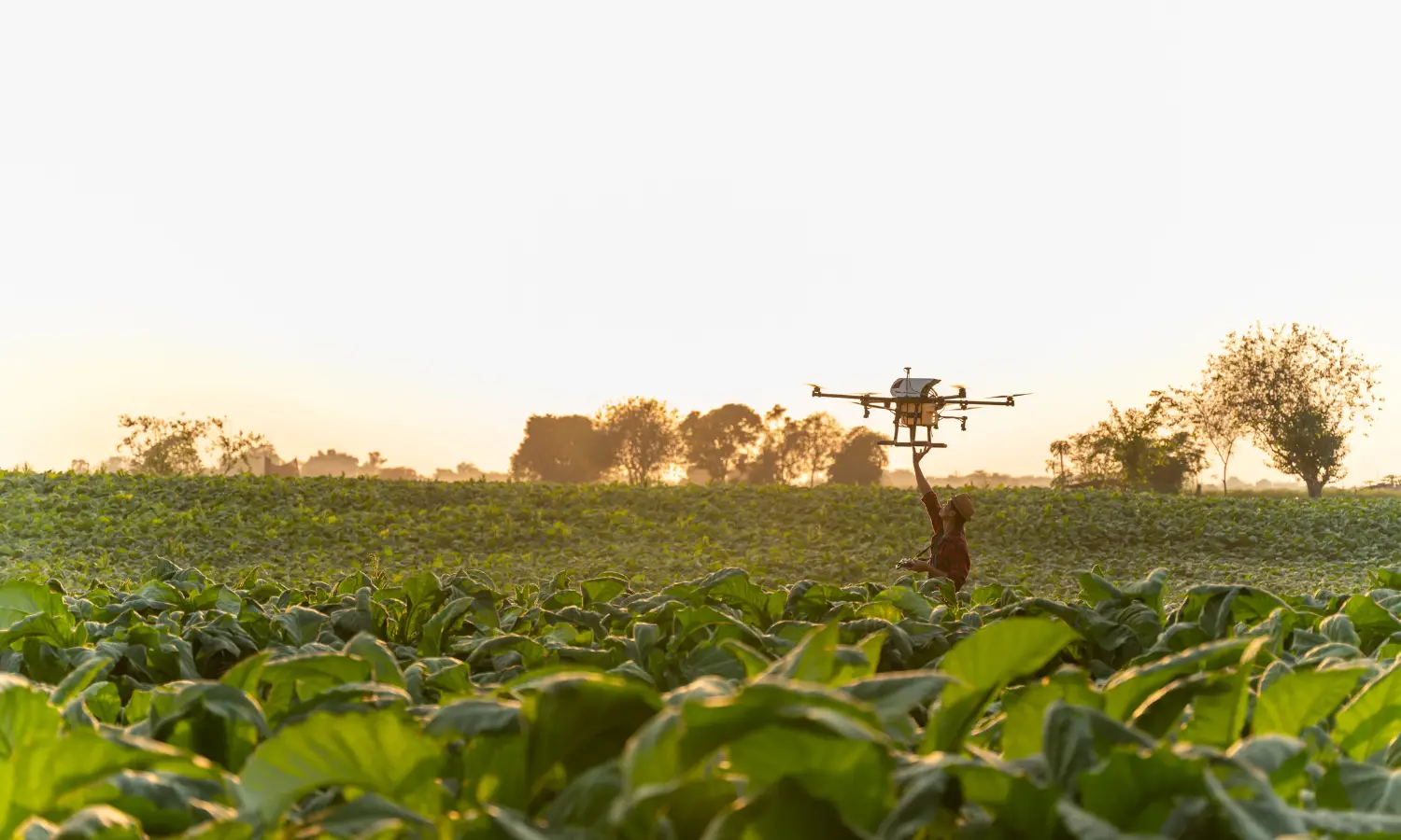 Especialista em monitoramento de plantas daninhas avaliando índice de vegetação na lavoura com drone via NDVI