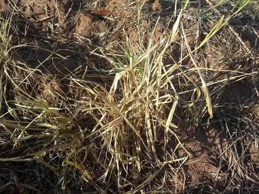Rebrota de capim-amargoso (Digitaria insularis)