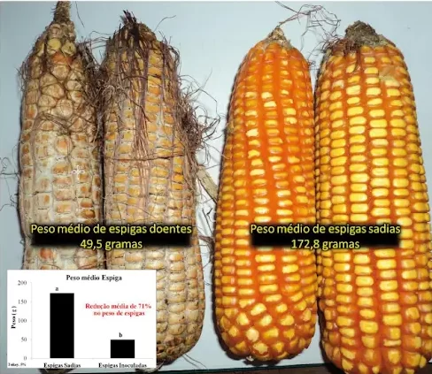 Doença na espiga do milho sendo comparada em estudo cientifico na Embrapa