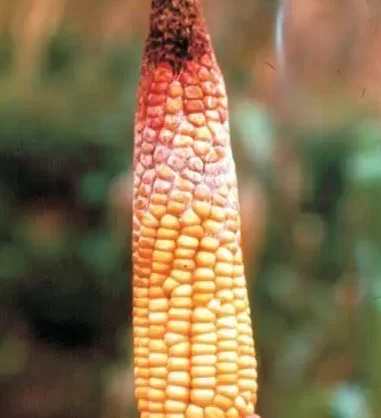 Podridão na espiga do milho causada por Gibberella zeae.
