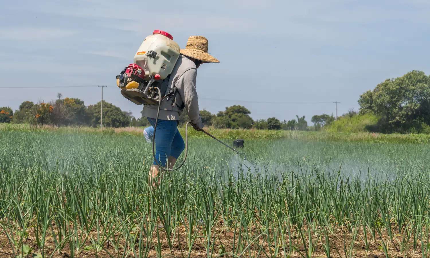 Produtor rural aplicando defensivos agrícolas na lavoura após seletividade de herbicidas