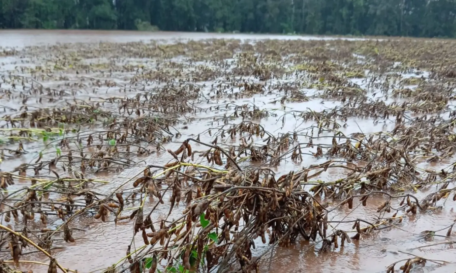 Enchentes de maio devastaram plantação de soja no Rio Grande do Sul