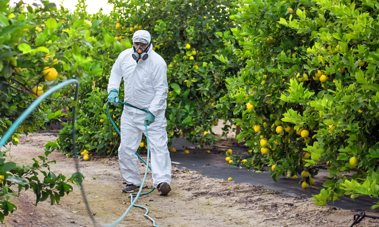 Trabalhador rural usando EPI agrícola no campo para aplicação de agrotoxicos