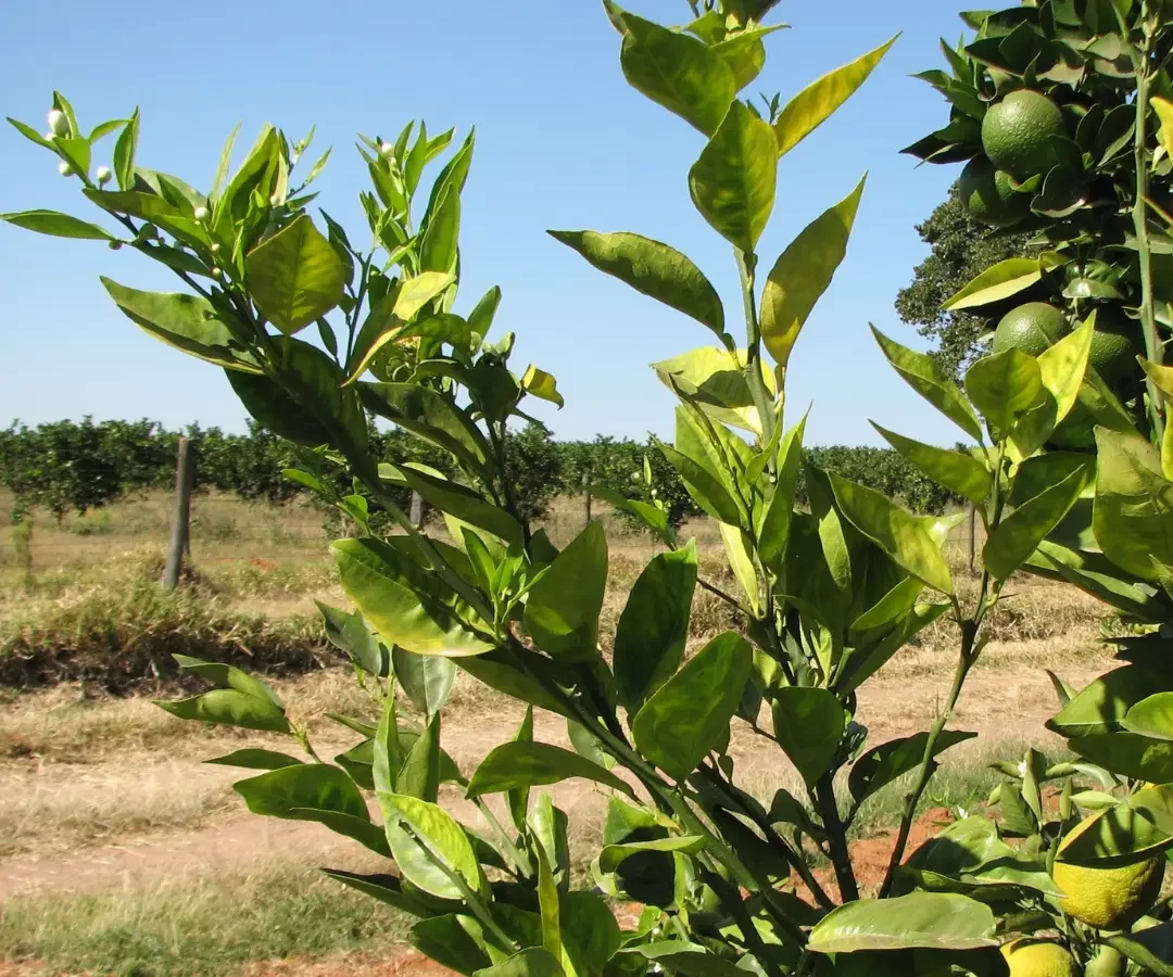 Sintomas do HLB na plantação de laranja