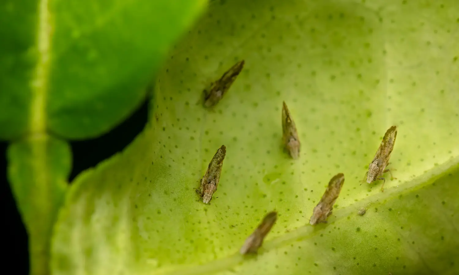 Infestação de psilídeo dos citros (Diaphorina citri).