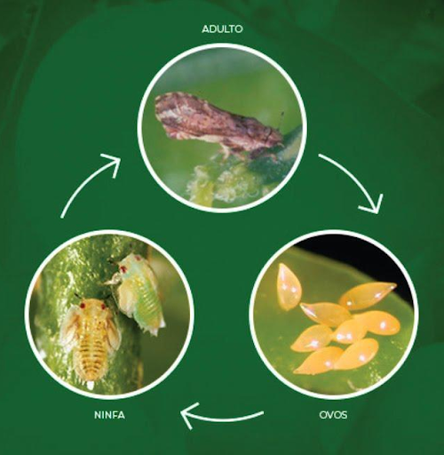 Fases de desenvolvimento do psilídeo dos citros.