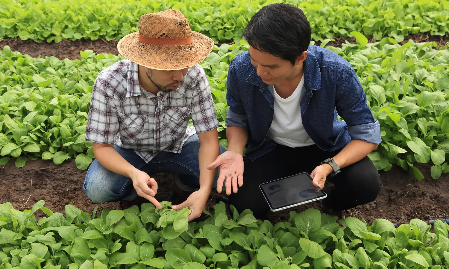 Engenheiro-agrônomo e produtor rural realizando a consulta fitossanitário no compêndio de defensivos agrícolas