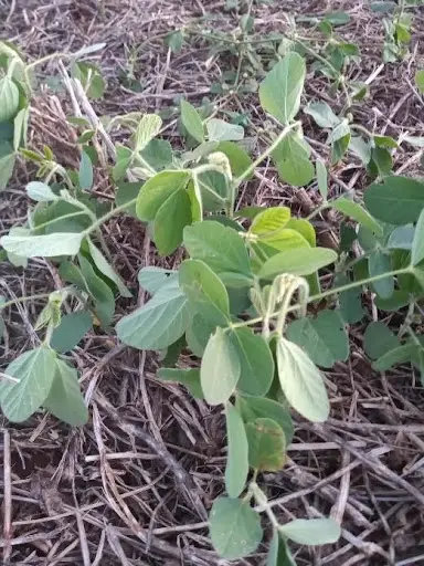 Sintomas de seletividade de herbicidas não seletivos para a soja