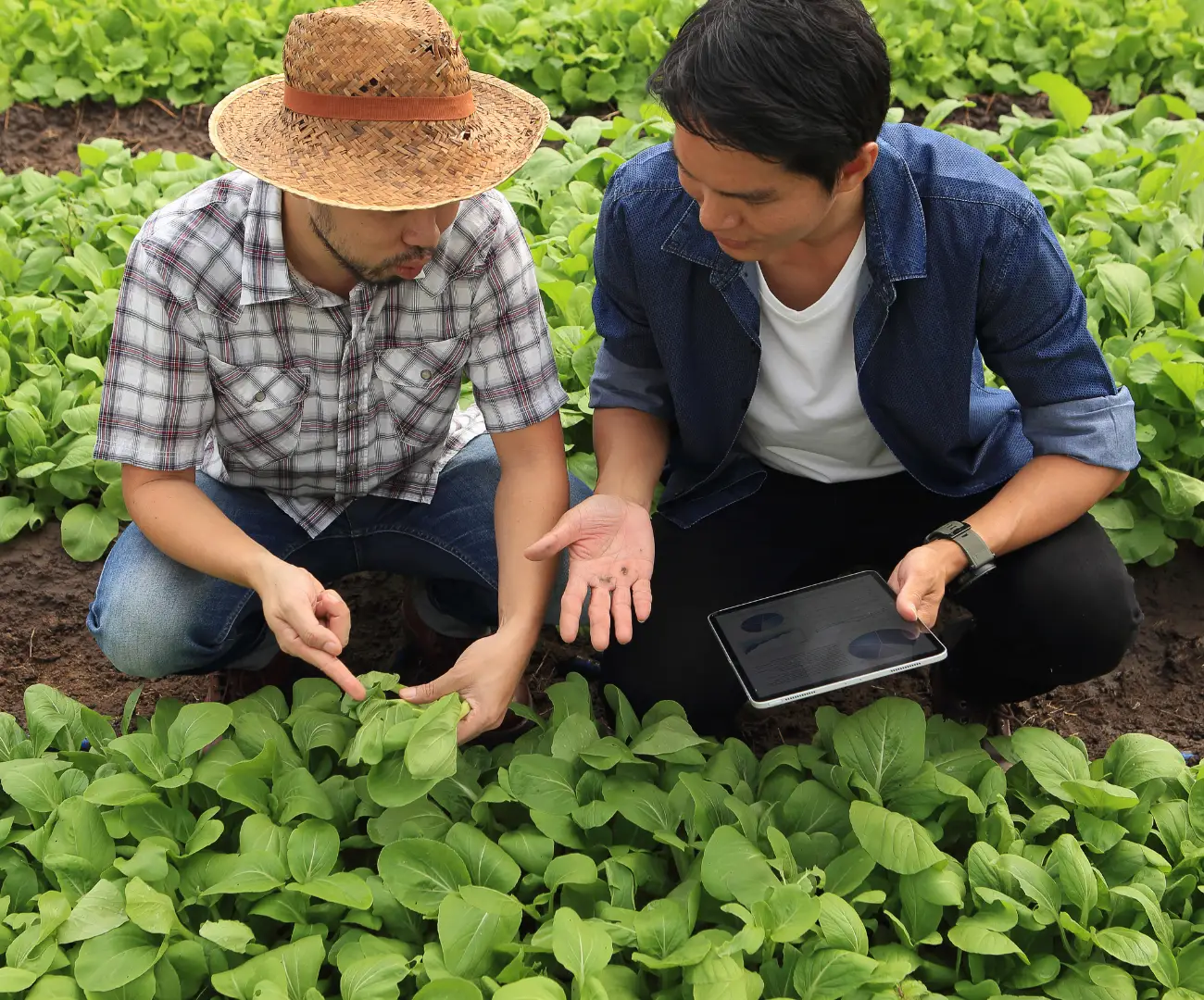 Engenheiro-agrônomo e produtor rural manejando plantas daninhas na lavoura