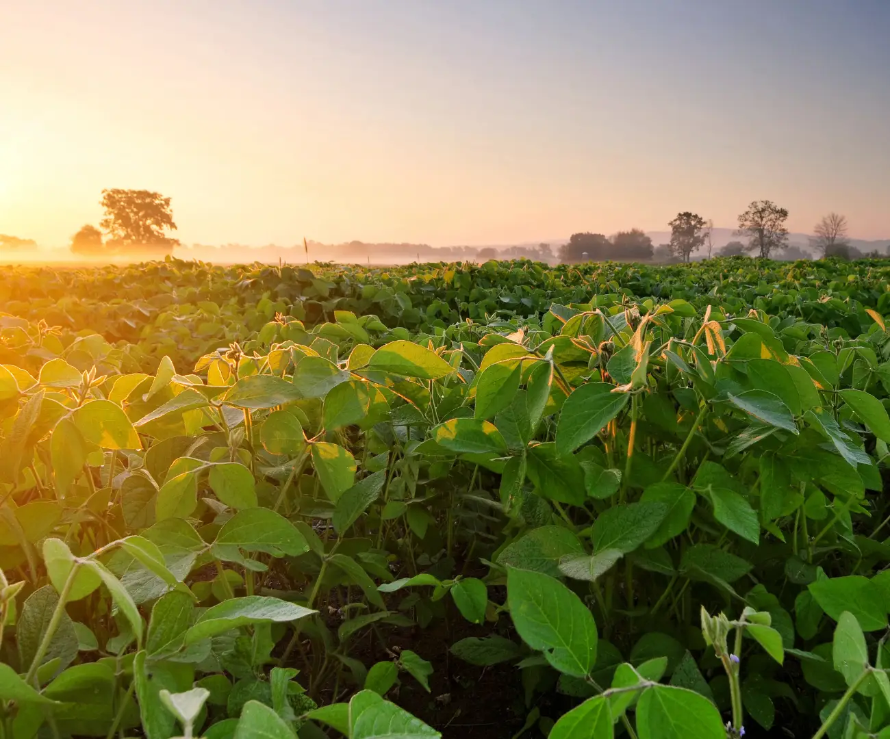 Plantação de soja ao por do Sol