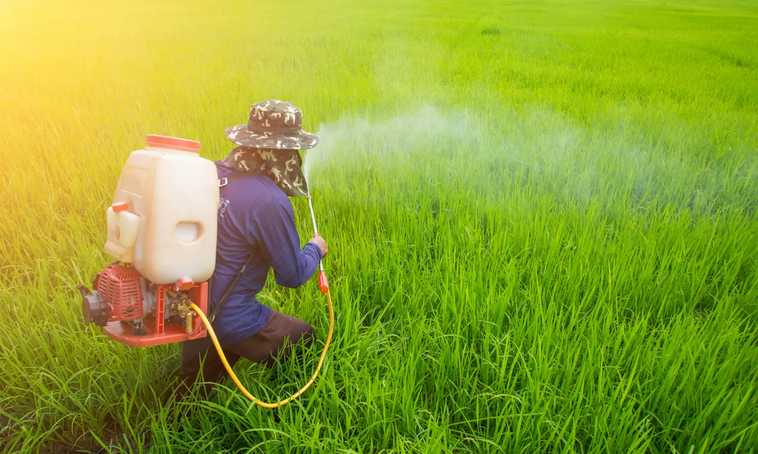 Produtor realizando a pulverização de defensivos agrícolas no plantação