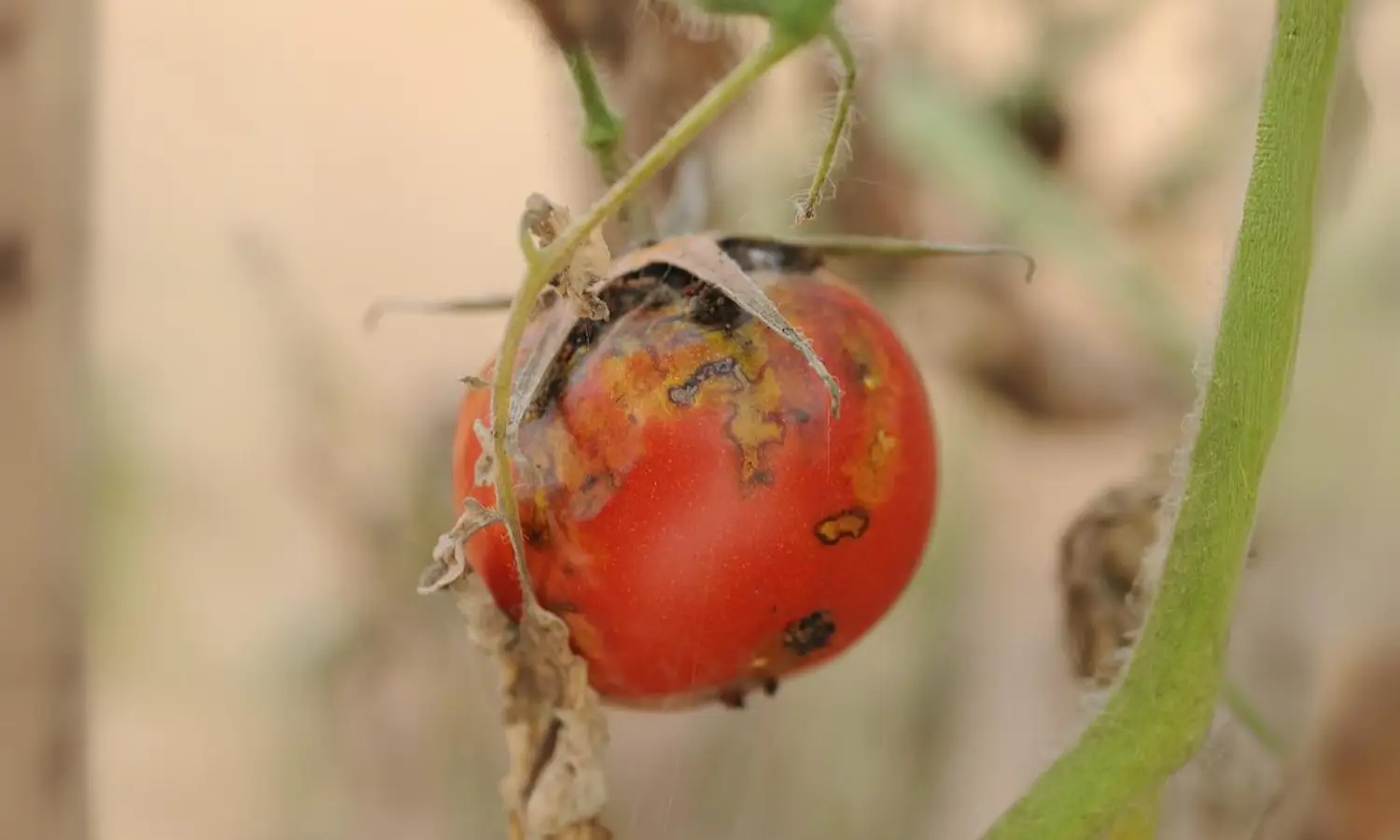 Tomate podre em plantação