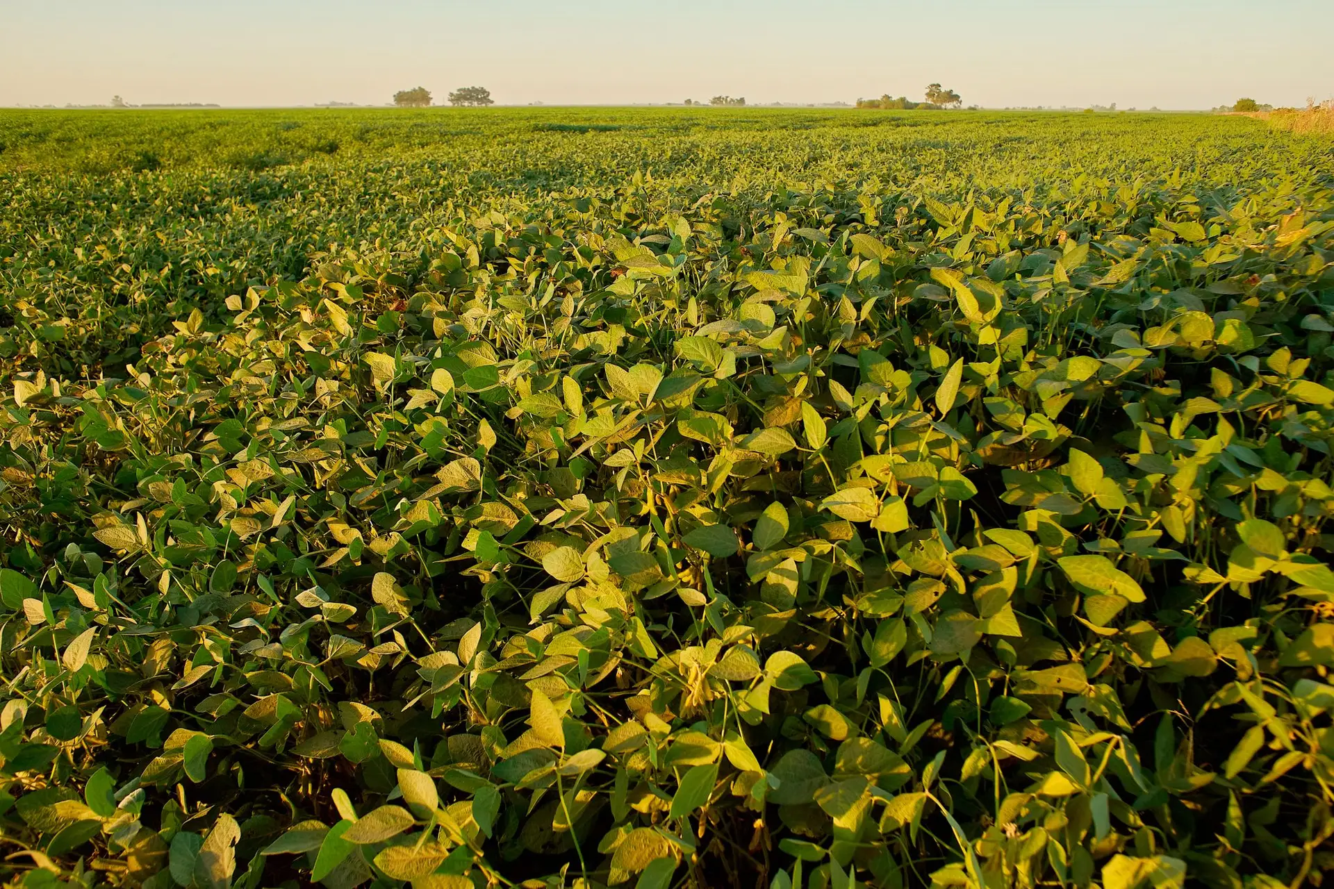 Lavoura de soja com possível sintoma de infestação de nematoides.