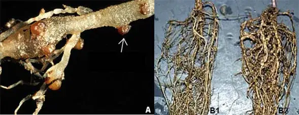 Raízes infectadas com espécies de nematoide Meloidogyne spp