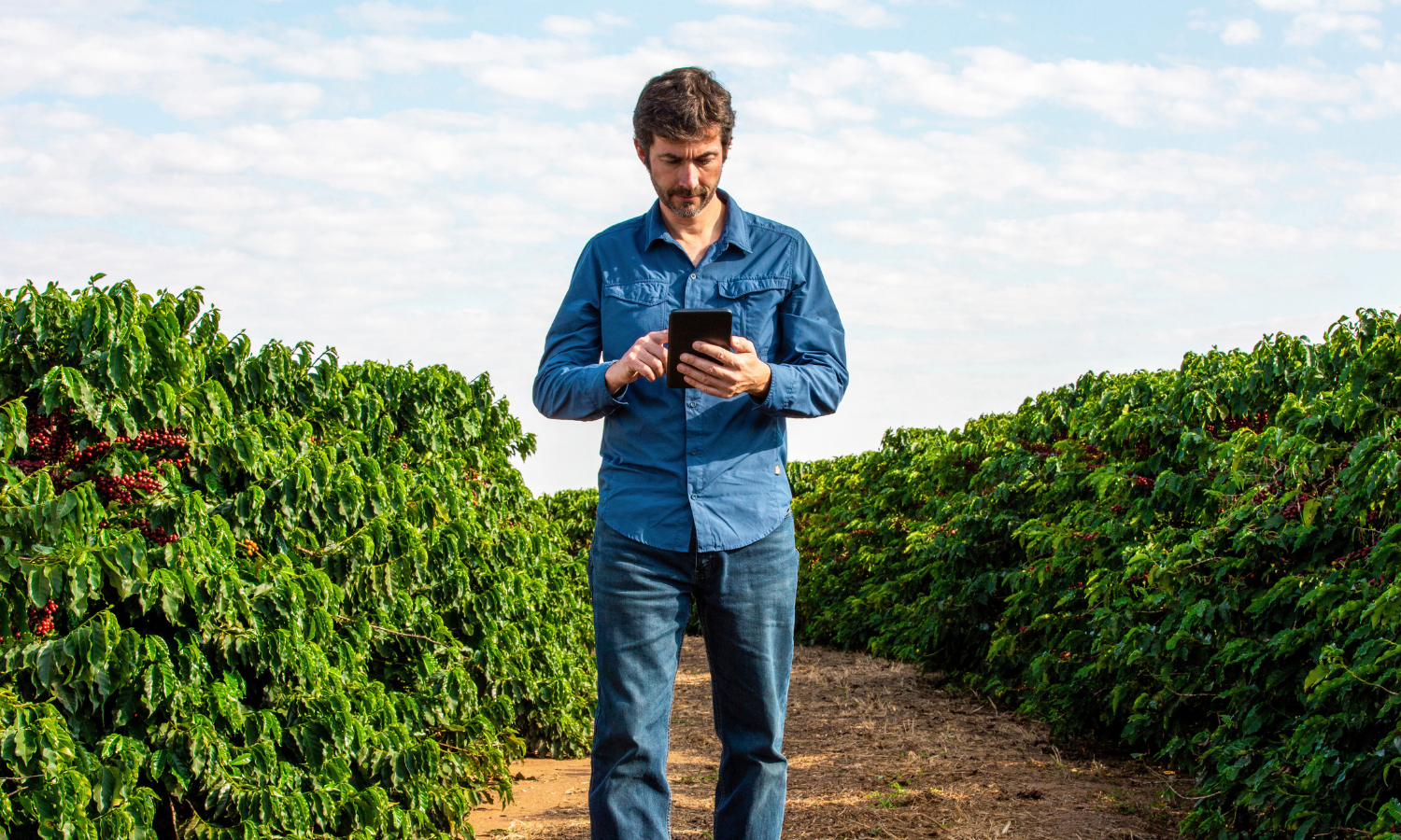 Engenheiro agrônomo em plantação de café