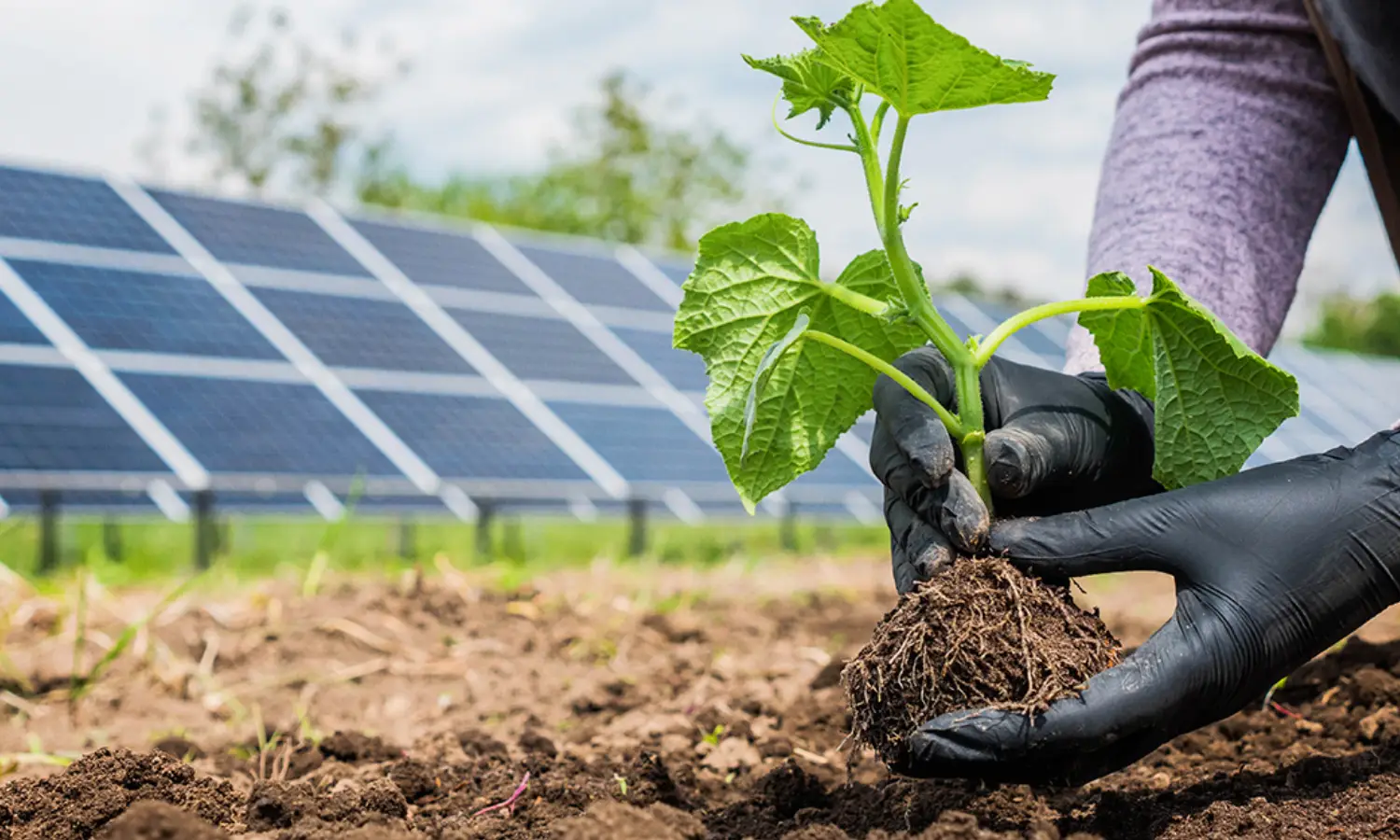 Produtor rural plantando soja na lavoura onde contem painéis solares que contribuem para o ESG