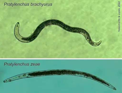 Fêmeas de Pratylenchus brachyurus e Pratylenchus zeae, encontrados em raízes de soja e cana de açúcar