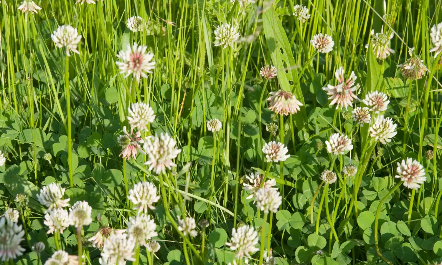 Trevo-branco — Trifolium repens