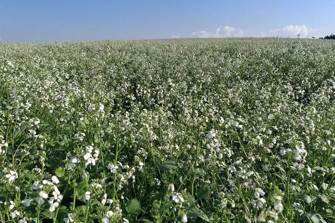 Nabo forrageiro - Raphanus sativus