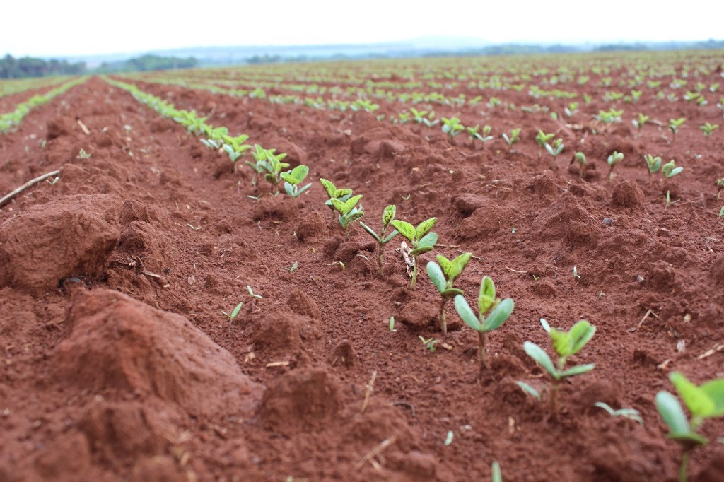 Semeadura de cultivares de soja com alto desempenho genético