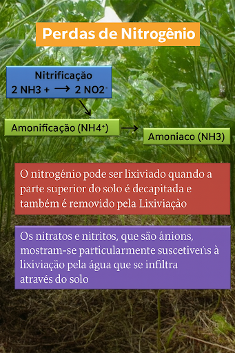Processos de perdas de nitrogênio no solo e seus mecanismos de transformação em sistemas de cultivo de soja.