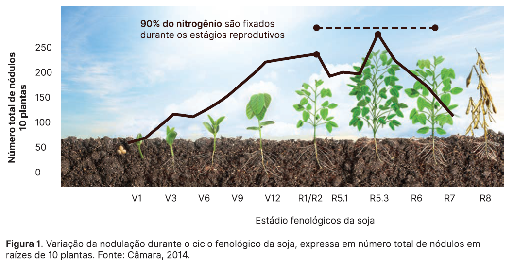 Número de nódulos totais em 10 plantas de soja.