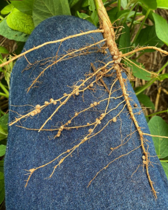 Avaliação da inoculação de soja em campo