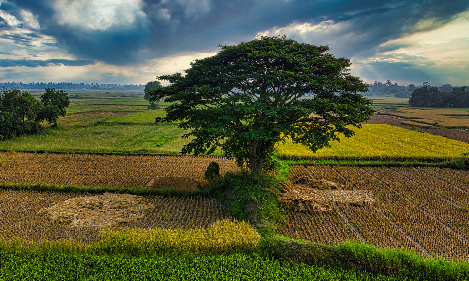 Árvore no meio da plantação de cultura no campo
