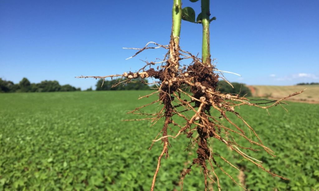 Raízes de soja com nódulos ativos após inoculação, mostrando boa fixação de nitrogênio no campo