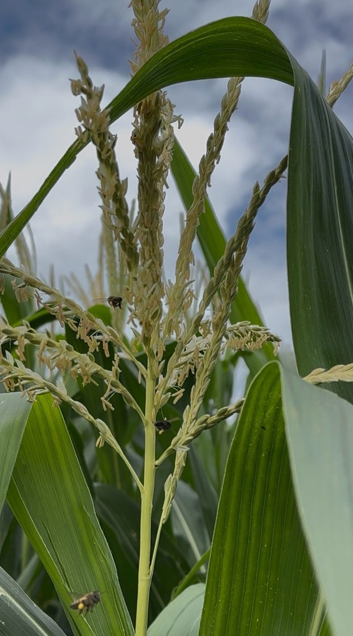 Plantas de milho em campo – relação planta ambiente.