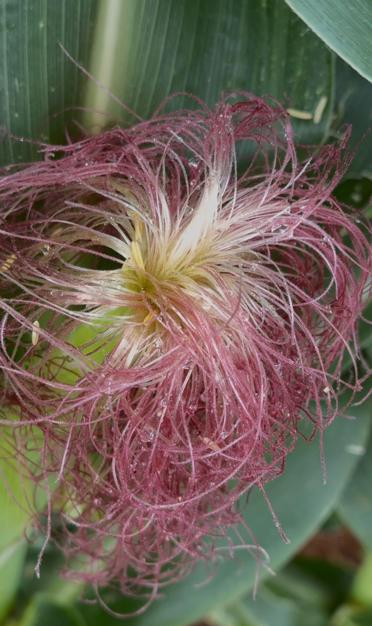 Plantas de milho em campo – relação planta ambiente.