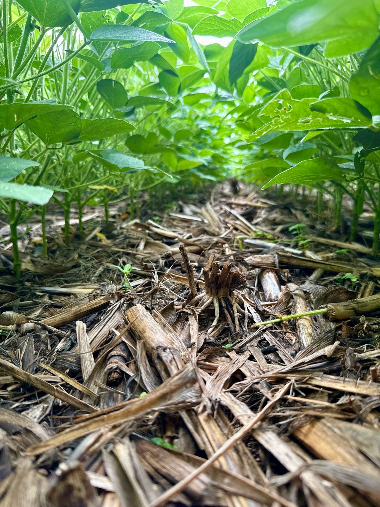 Área com a presença de palhada de milho sob o solo agrícola