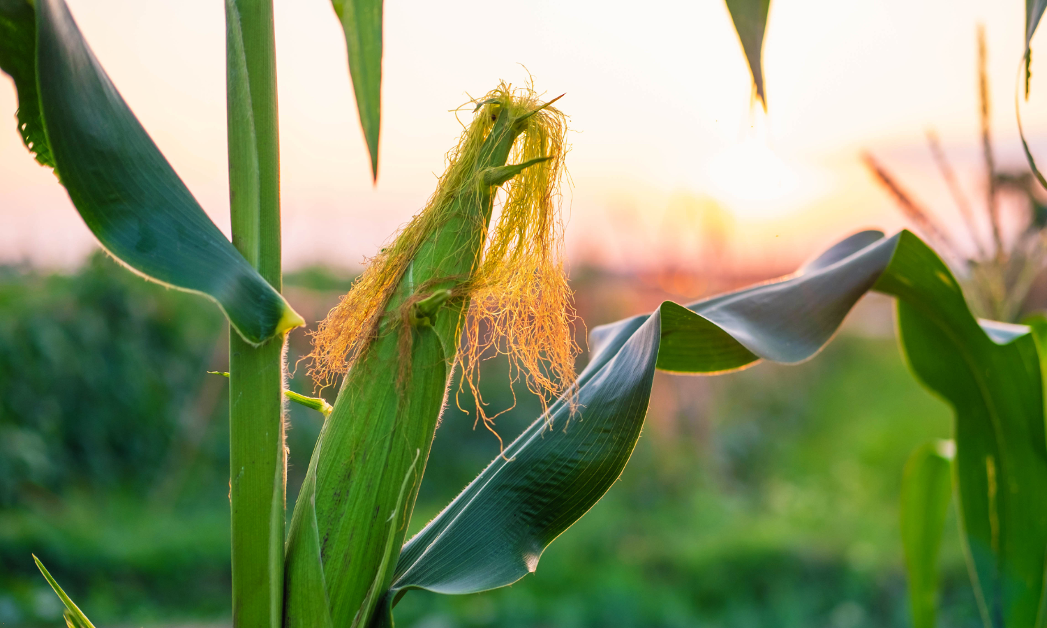 BANNER BLOG – 2026-01-15T111650.524