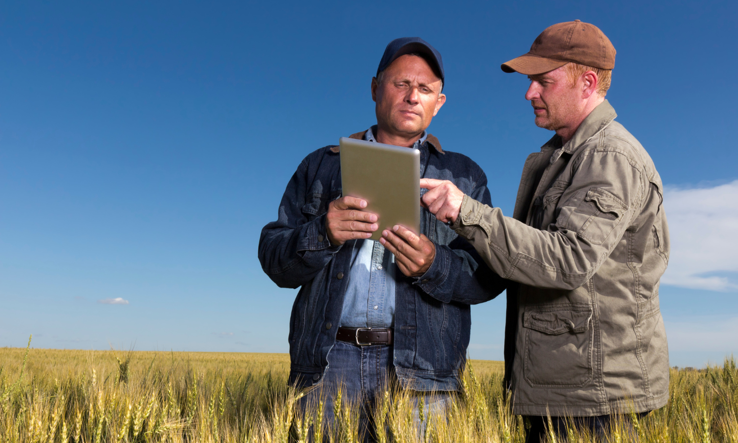 produtores rurais olhando para o tablet no meio de uma lavoura