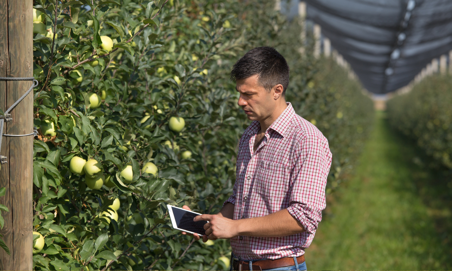 Engenheiro Agronomo emitindo o receituário agronomico com nf-e para produtor rural