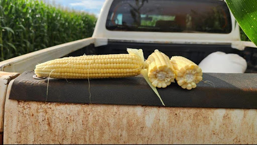 Área de milho (detalhes de monitoramento de campo)