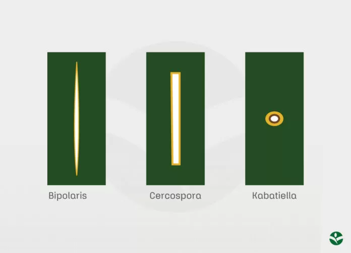 Comparativo Visual de Sintomas nas Principais Doenças do Milho