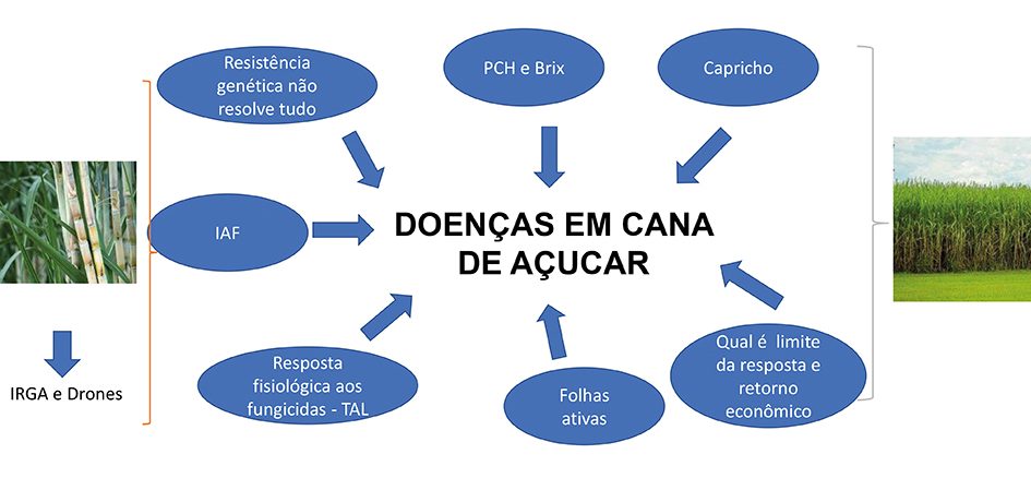Interações fisiológicas do manejo da cana-de-açúcar sob aplicação de fungicidas.