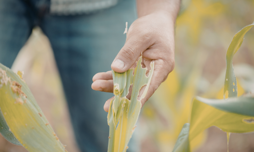 Agronomo verificando folha em plantaçaõ de milho