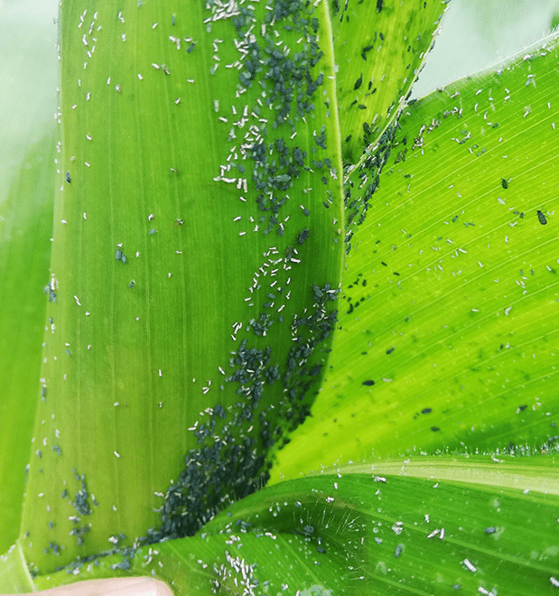 Colônia de pulgão-do-milho (Rhopalosiphum maidis) em planta de milho.
